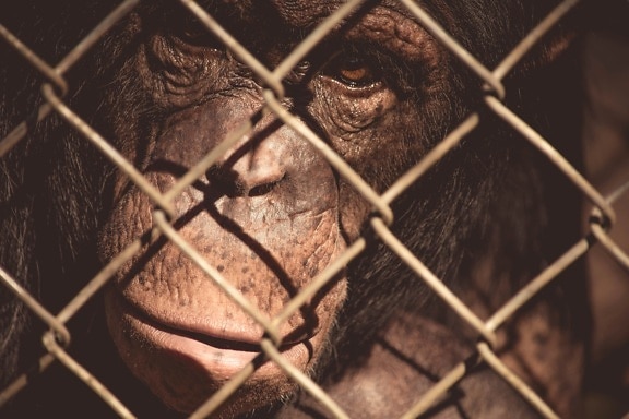 Mono, jaula, cerca, cárcel, retrato, zoológico, orangután