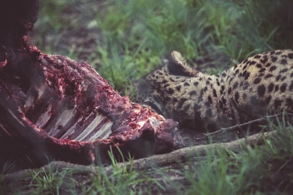 jaguar, animal, wildlife, meat, hunt, Africa, nature, grass, wildlife, leopard
