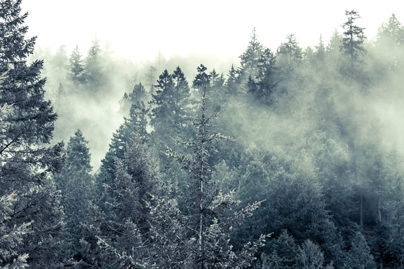 cold, fog, snow, wood, tree, winter, landscape, sky, forest