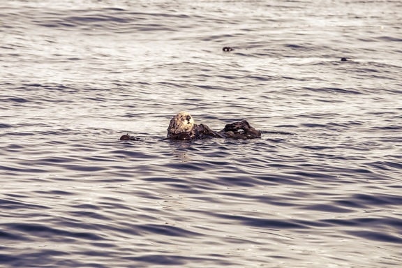 Image Libre Loutre Rongeur Fourrure Animaux Nature Faune Sauvage