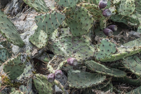 Cactus, autiomaa, terävä, luonto, flora, piikki, agave, aloe, lehtiä, Puutarha