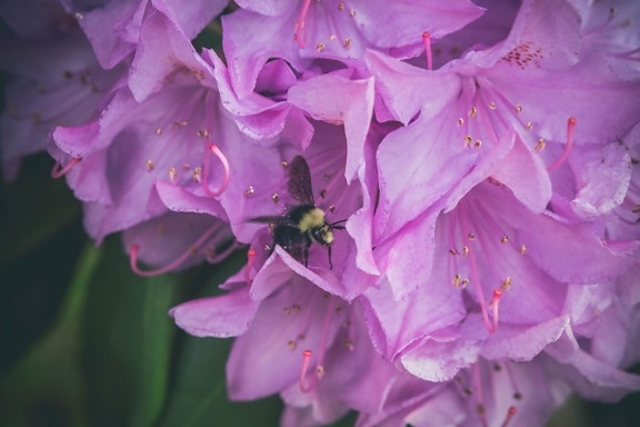 квітка, Бджола, природи, рожевий, Пелюстка, вишні, завод