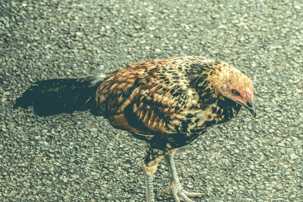 rooster, chicken, bird, nature, wildlife