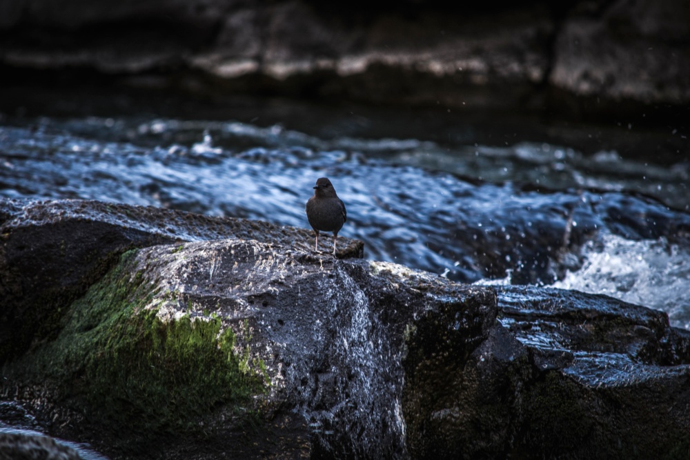 černý pták, voda, příroda, řeka, soumrak