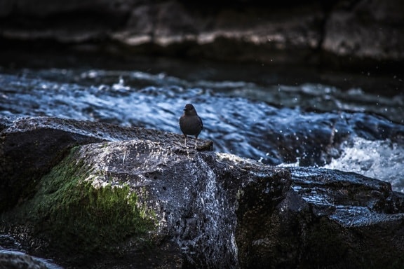 zwarte vogel, water, natuur, rivier, schemering