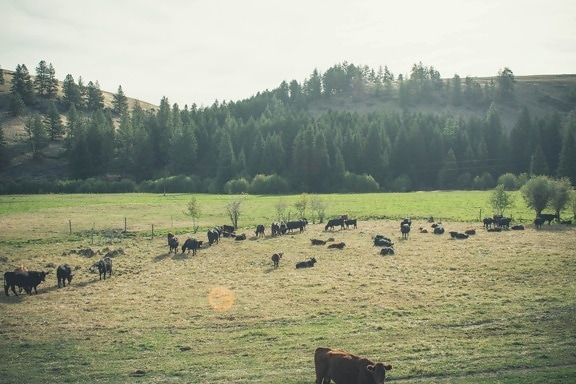 krávy, skot, zemědělství, hospodářská zvířata, farma, krajina, louky, strom, pastviny