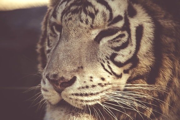 Tigre, gato, vida selvagem, predador, animal, pele, carnívoro, caçador, selvagem, felino