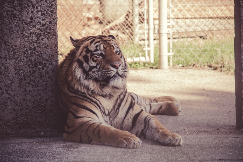 Тигр, кошка, животных, Кошачий хищник