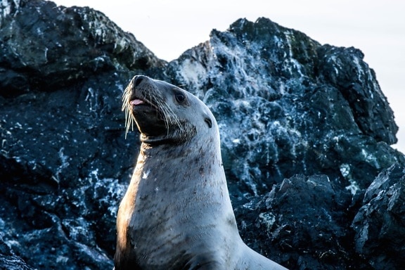 sea lion, animal, fur, nature, ocean, water
