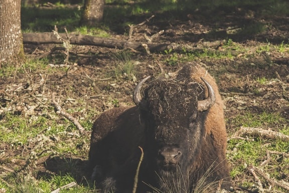bison, animal, wildlife, cattle, grass