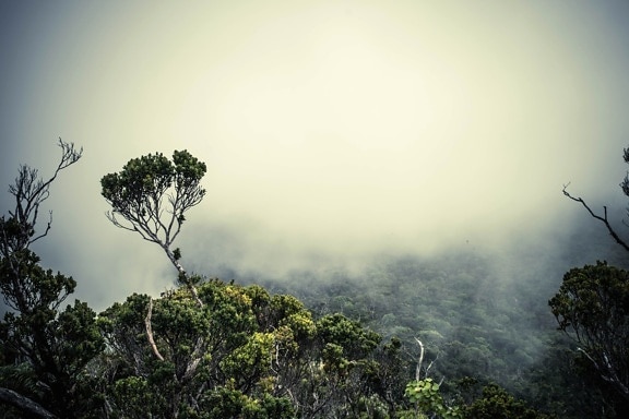 туман дерево краєвид, природи, небо, Світанок, дерева, туман, захід сонця, лист, атмосфера