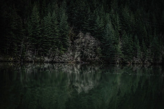 forest, coast, lake, water, reflection, river, landscape, nature, tree