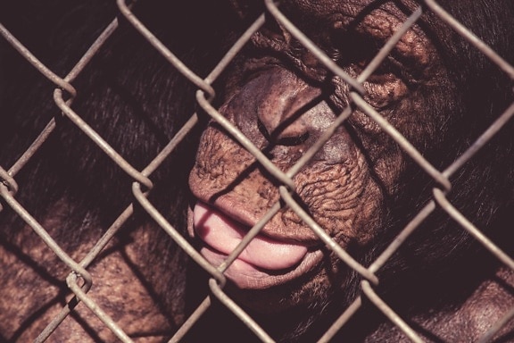 animal, monkey, cage, fence, zoo