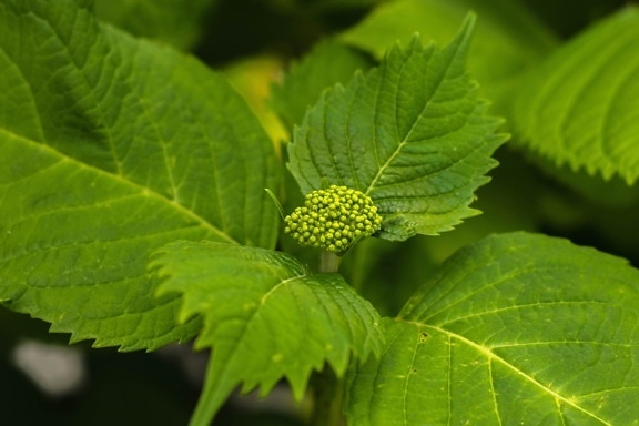 green leaf, nature, flora, plant