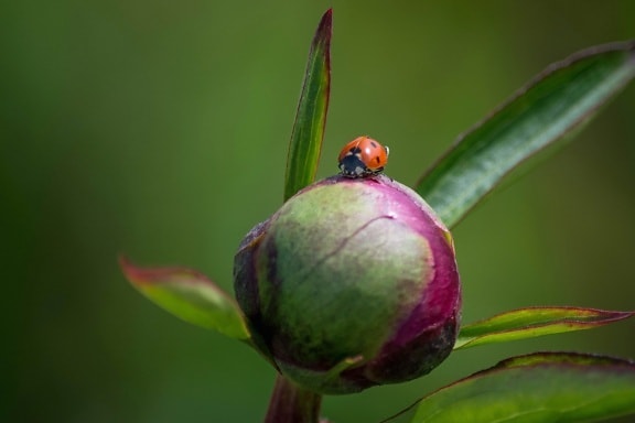 ladybug, nature, leaf, insect, summer, garden, flora