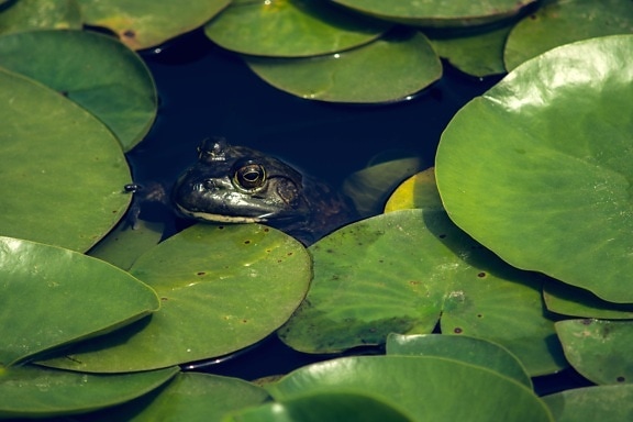 frog, green, leaf, water, nature, lake, lotus, amphibian