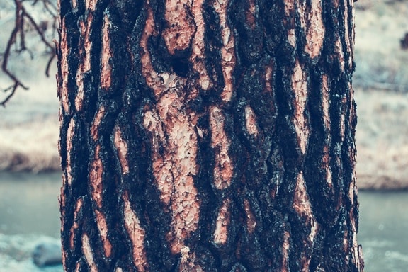 Écorce d'arbre, cortex, nature, bois, écorce, texture