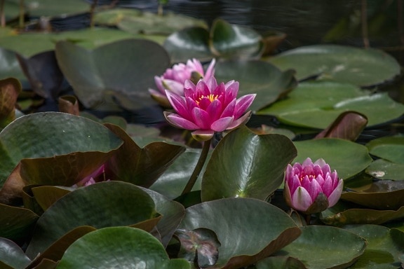 water lily, flower, lotus, flora, leaf, nature, pink, plant, blossom
