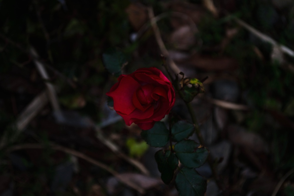 rød rose, blomst, natur, blad, flora, busk, plante