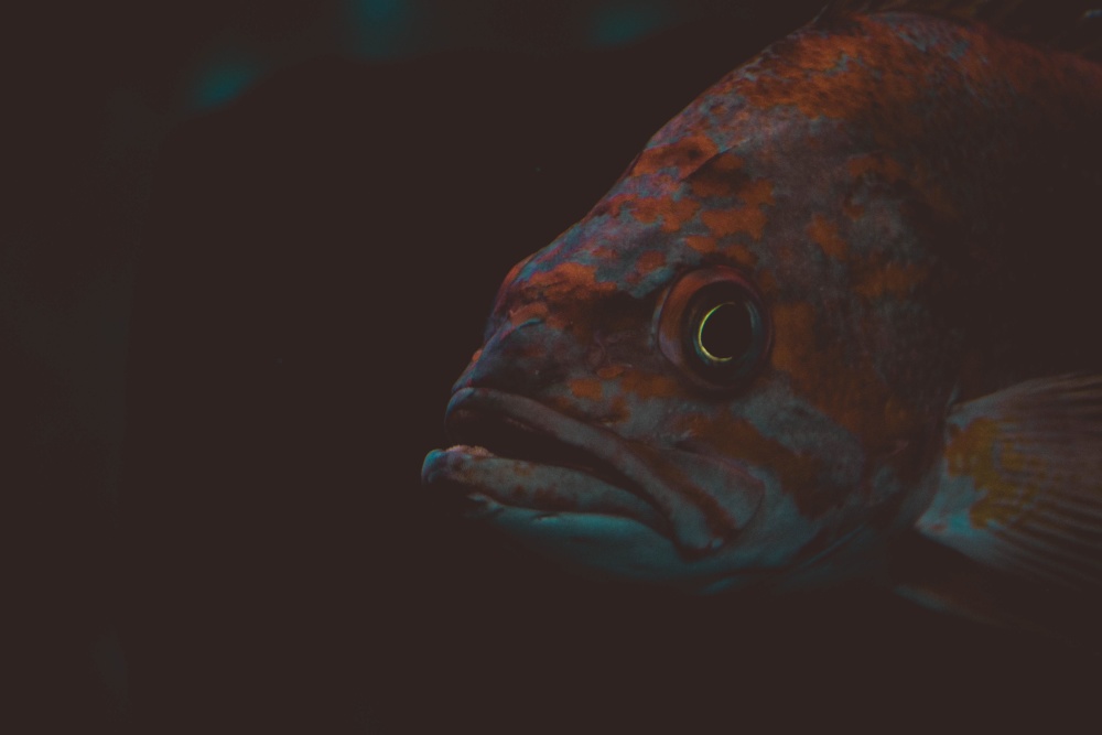 saltvattenfisk, under vattnet, havet, mörk, djur
