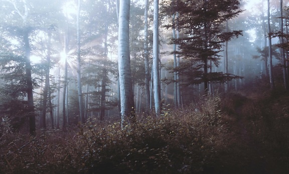 nevoeiro, madeira, árvore, paisagem, amanhecer, névoa, natureza, luz