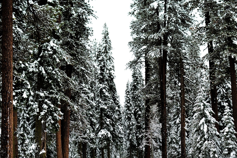 madeira, árvore, neve, pinheiros, inverno, geada, floresta
