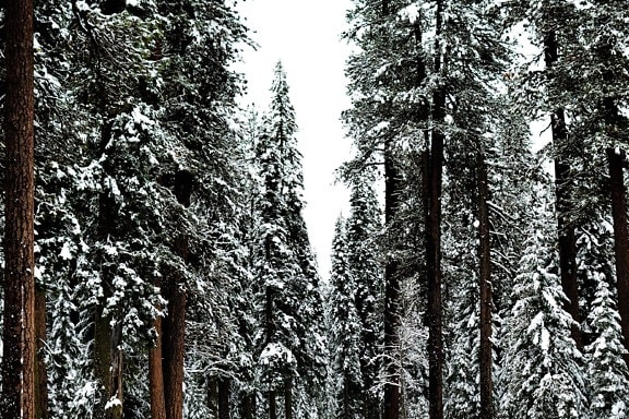 træ, træ, sne, pine, vinter, frost, skov