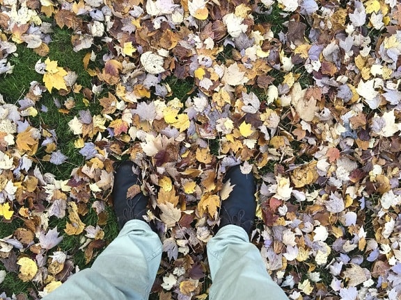 자연, 잎, 신발, 바지가