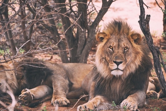 dyreliv, Afrika, løve, natur, vill, predator