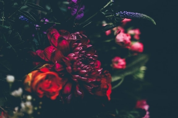 virág, dekoráció, színes, levél, növény, csokor