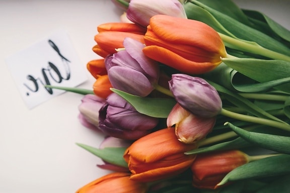 kwiat, bukiet, Martwa natura tulip, ozdoba, liść