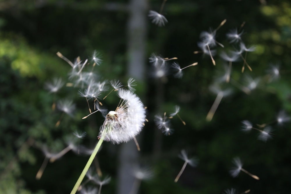 dandelion, wind, seed, nature, flower, flora