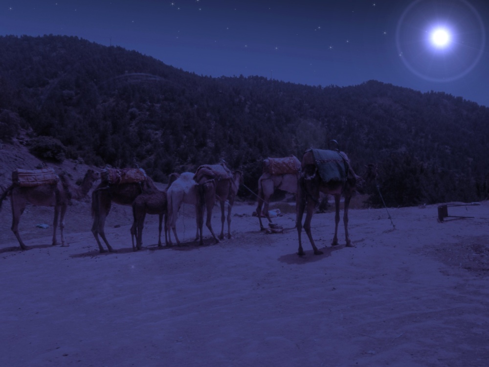 camelo, animal, luar, noite, paisagem, deserto