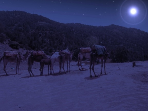 kamel, dyr, måneskinn, natt, landskap, ørken
