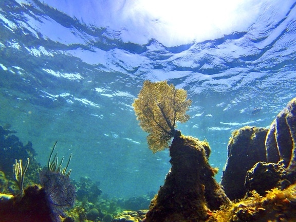 экосистемы, глубокий, под водой, вода, океан, море, риф., Коралл.