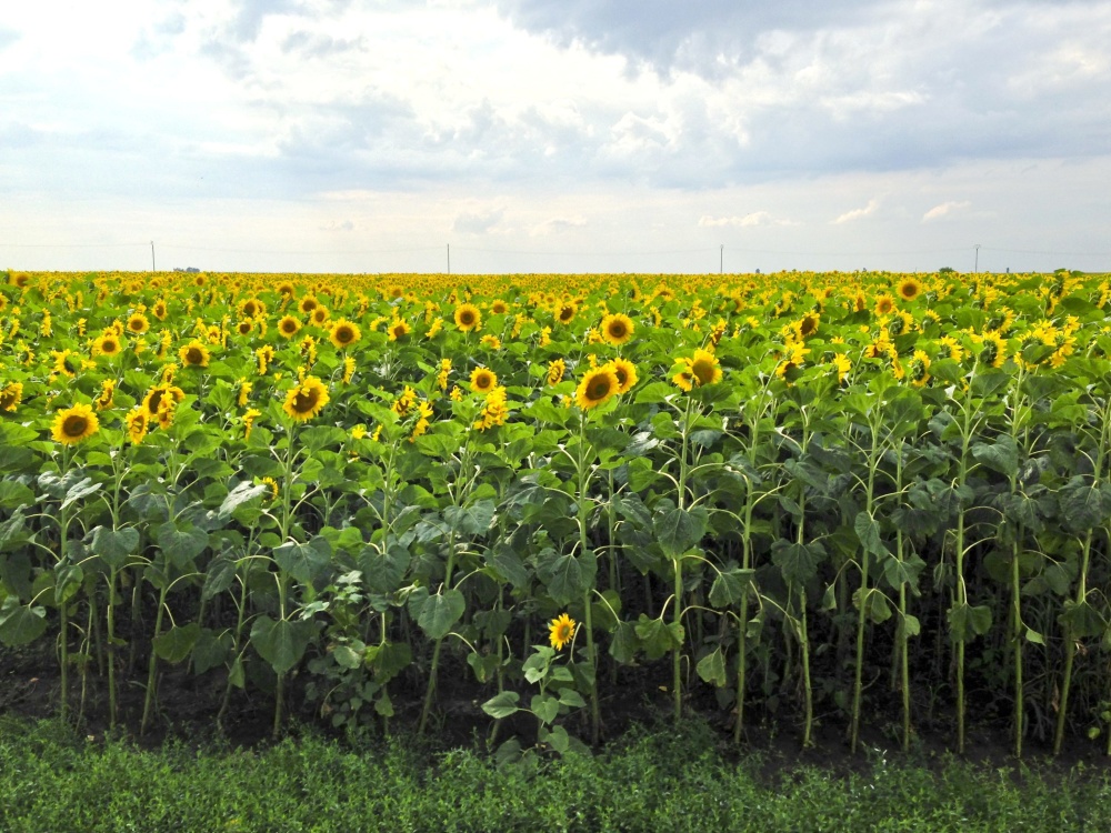 pertanian, bidang pertanian, flora, lanskap, pedesaan, bunga matahari