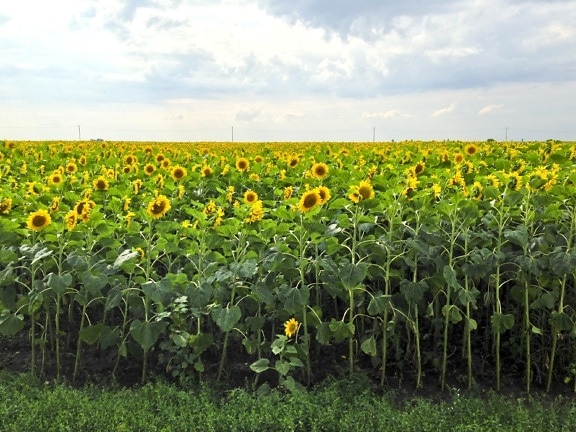 agricultura, domeniul, ferma, flora, peisaj rural, floarea-soarelui