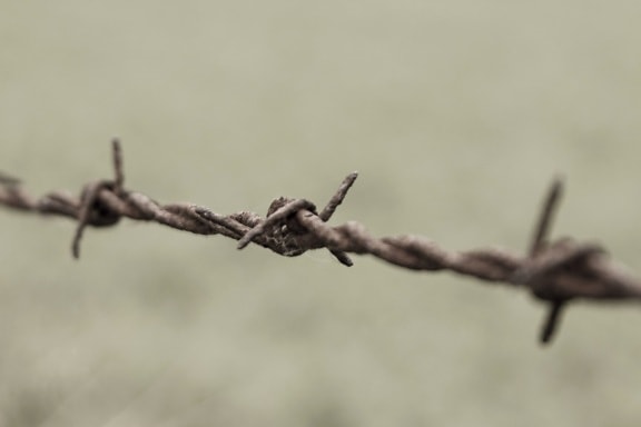 security, barbed wire, fence, wire, rust, iron