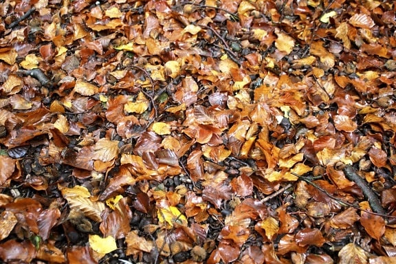 自然、葉、地面、秋、ウェット