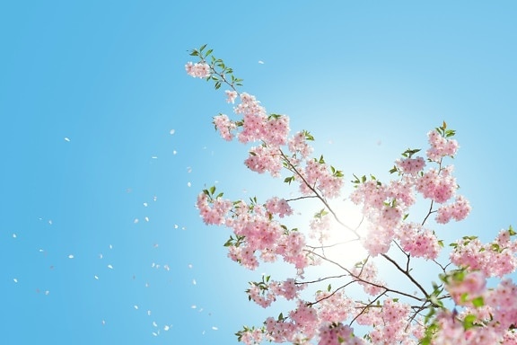 flower, branch, blue sky, herb, nature, cherry tree, color, tree