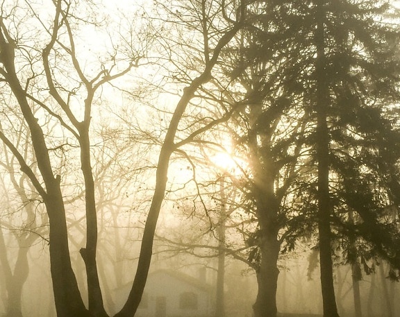Brume, moring, brouillard, bois, aurore, arbre, paysage, soleil, nature