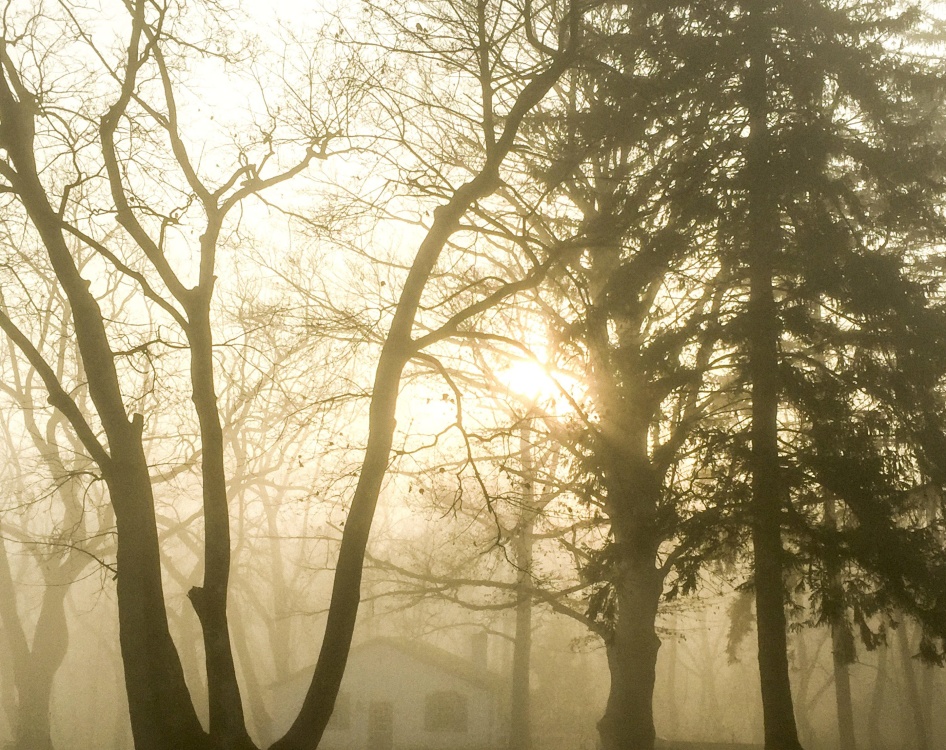 ceaţă moring, ceaţă, lemn, dawn, copac, peisaj, soare, natura