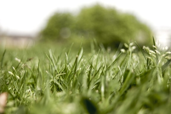 green grass, lawn, leaf, nature, flora, summer, field, herb, plant