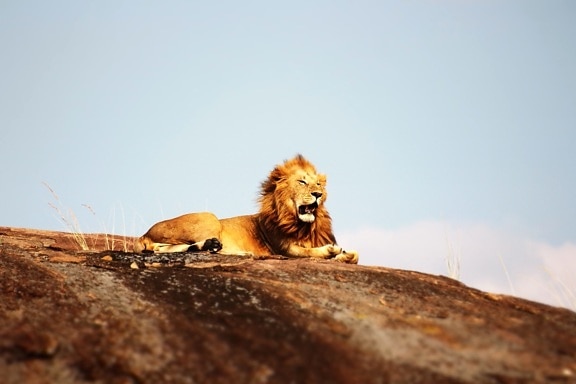 lion, Africa, hill, animal, nature, cat, wildlife