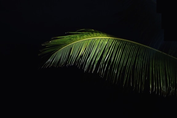пальмовых листьев, зеленых листьев, тьмы