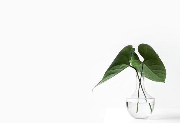 Зеленый лист, Ваза, минималистичный дизайн, флора, природа, экология, завод