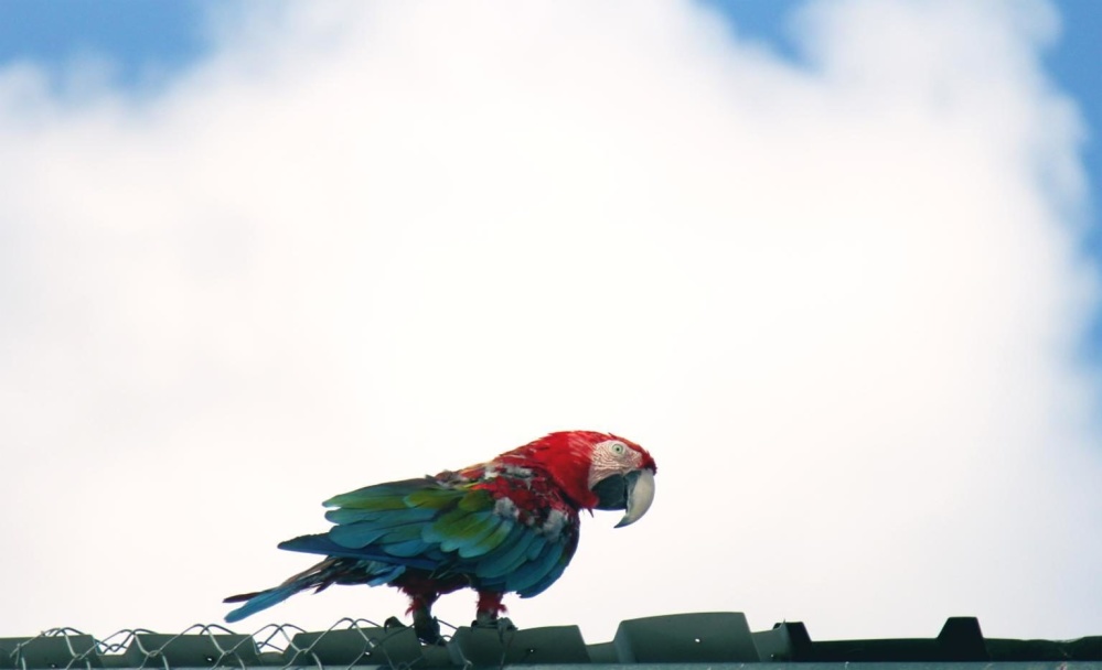 Красочный попугай, птицы, природа, мускусный лорикет попугай, небо