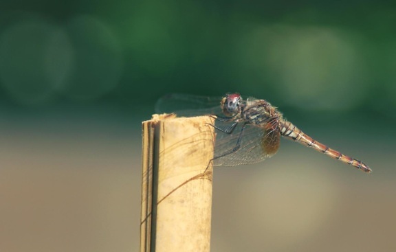 insect, wildlife, nature, dragonfly, arthropod