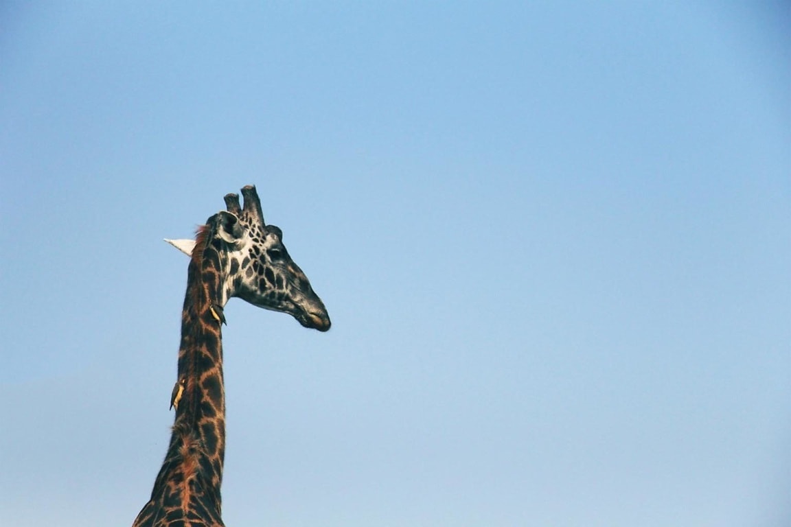 Эстетика жирафа