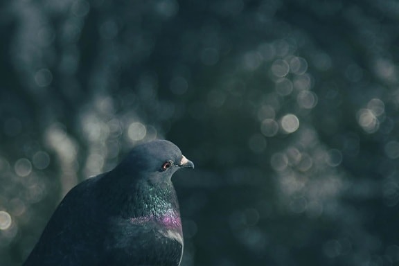 Pigeon, oiseau, nature, pigeon, faune